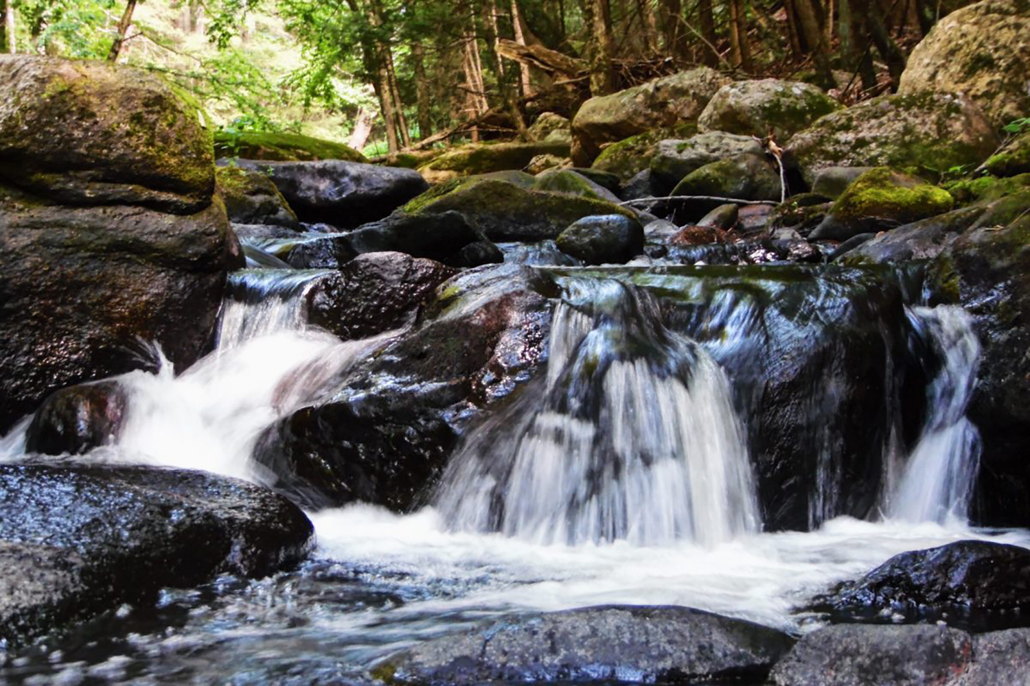 stream in UConn Forest, Molly Cunningham photo