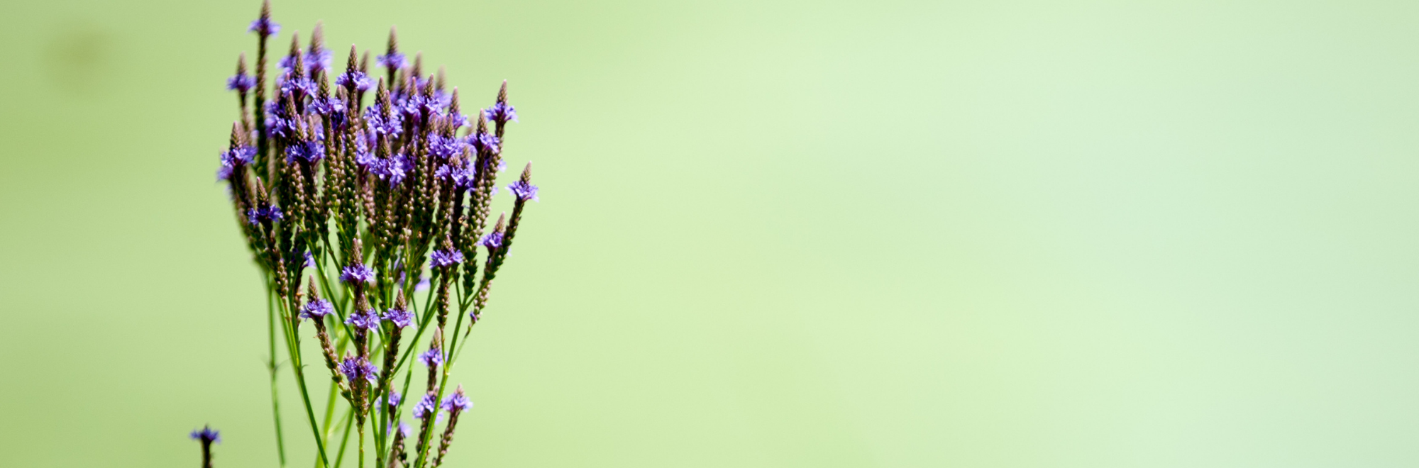 purple flower with green background of the grass