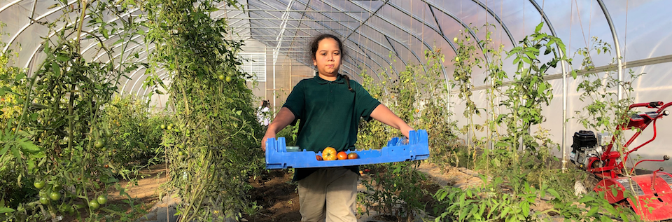 boy carrying a flat of tomatoes in a high tunnel