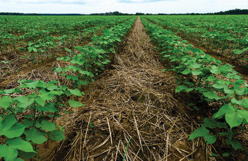 The Role of SOM in the Nitrogen Cycle Cover Cropping