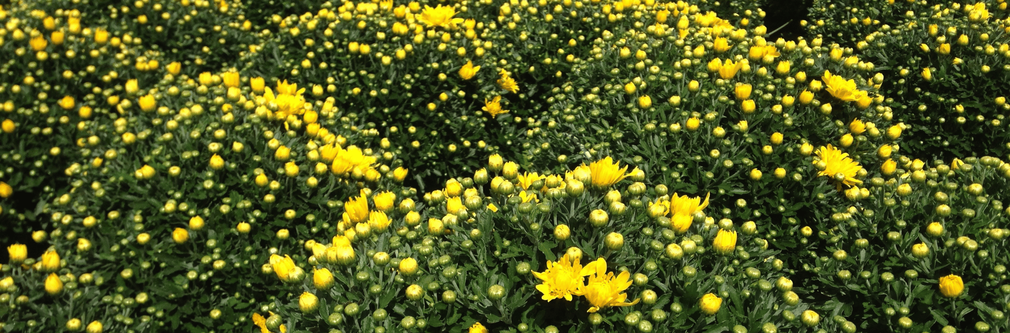 yellow mums starting to bloom on green plant